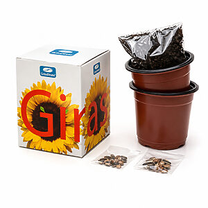 Kit Cultivo Girassol Personalizado